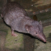 Digger Shrew